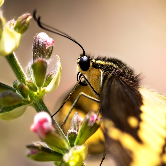 헬리코박터균 증상