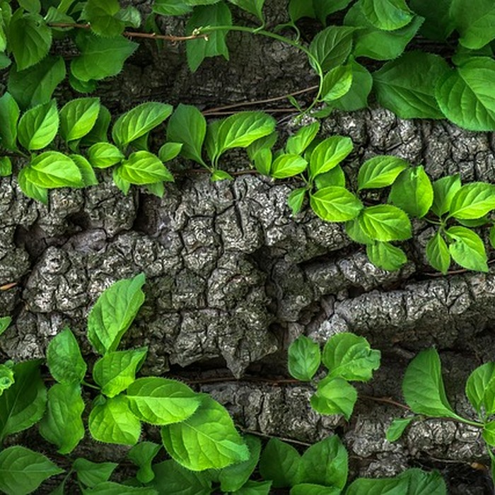 전세보증보험 개요