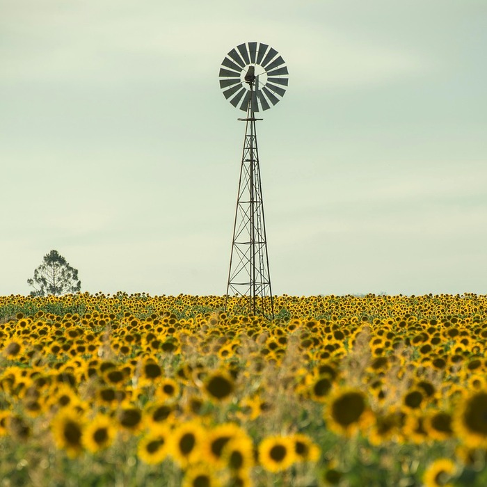 해바라기유 영양성분