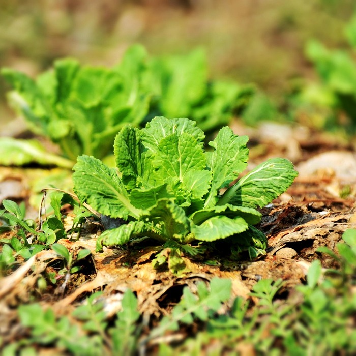 배추 노균병 증상