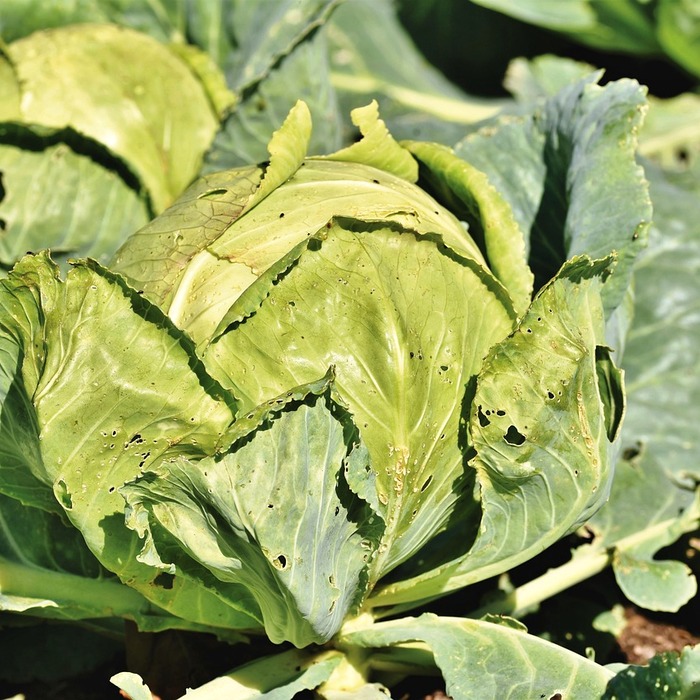 배추 재배 환경