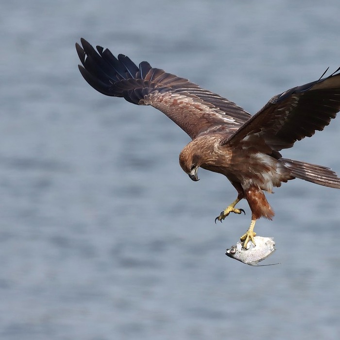 물고기와 벌레 상징