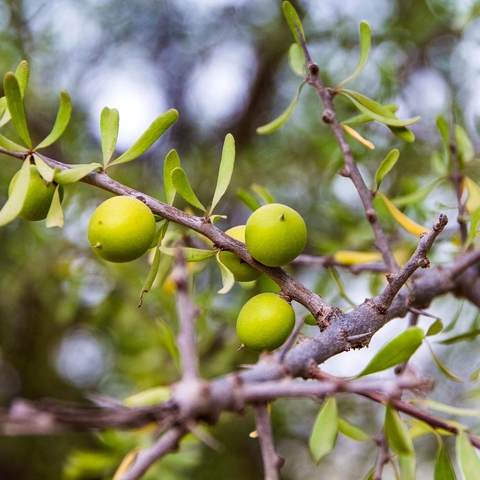 아르간 오일 효과