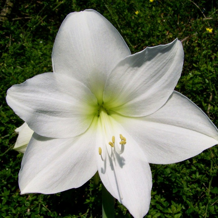 서리태 심는 시기