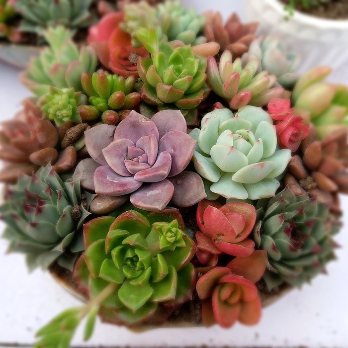 참깨 심는 시기