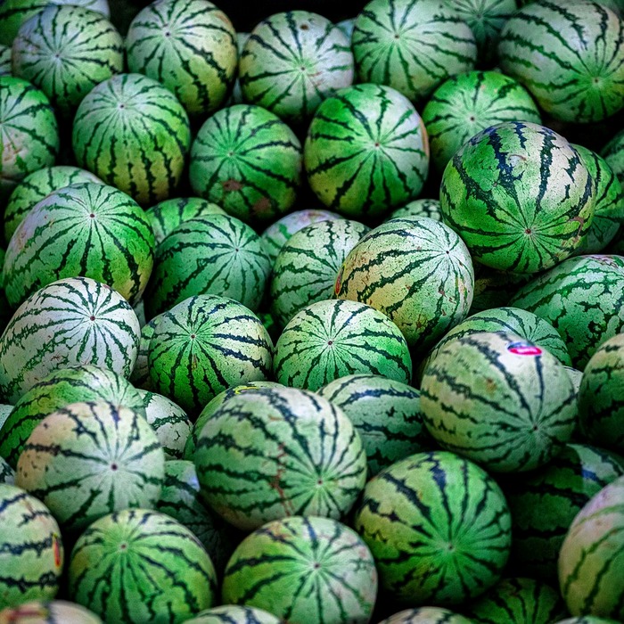 수박 모종 심기
