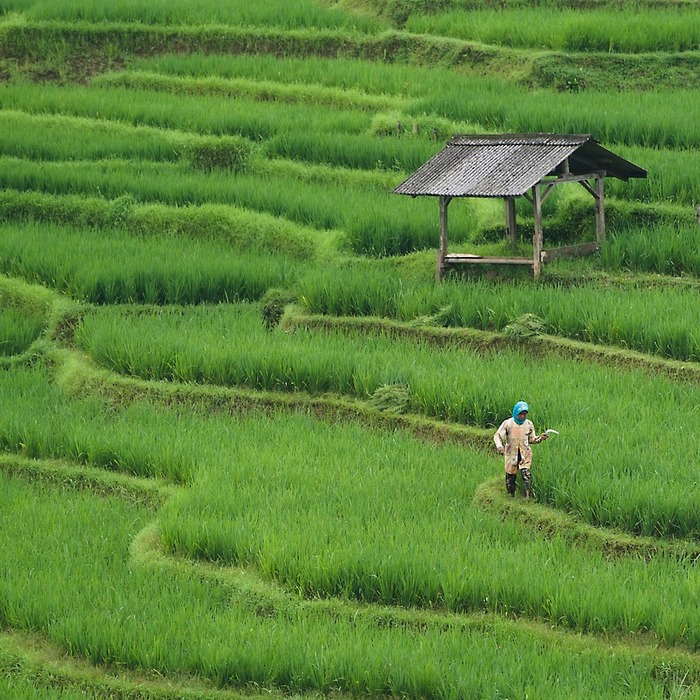 죽용 쌀 비율