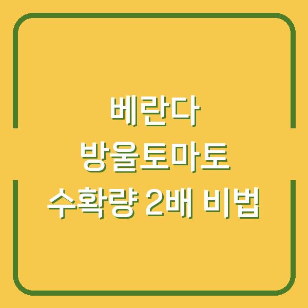 아파트 베란다 방울토마토 수확량 2배로 만드는 3가지 결정적 차이