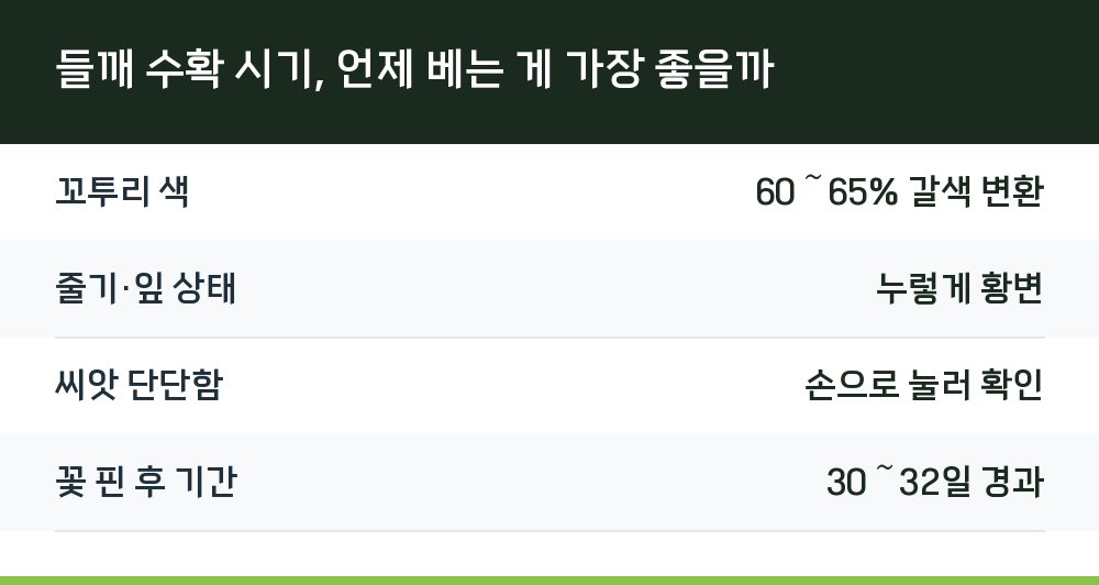 들깨 수확 시기, 언제 베는 게 가장 좋을까